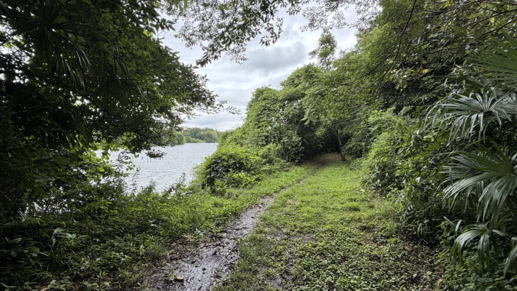 南岸中央(我湖排水路河口付近)