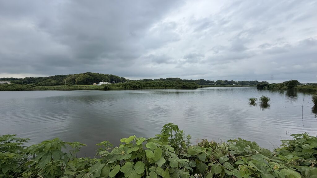 湖畔ぶどう園|下手賀沼湖畔