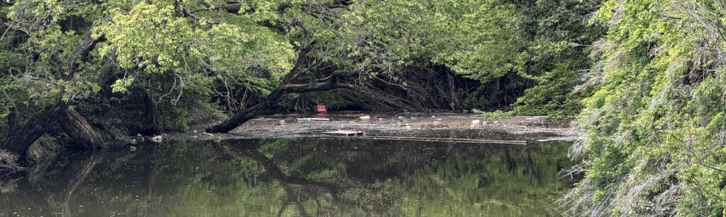 埼玉県の沼データベース：釣り・散策・設備情報を実地調査！