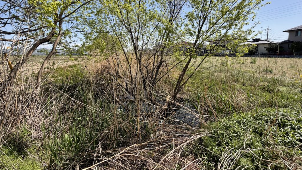 大沼(おおぬま)：加須市