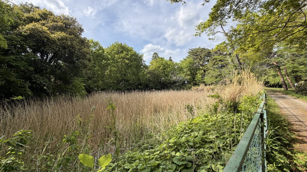 薬師沼(やくしぬま)：東松山市