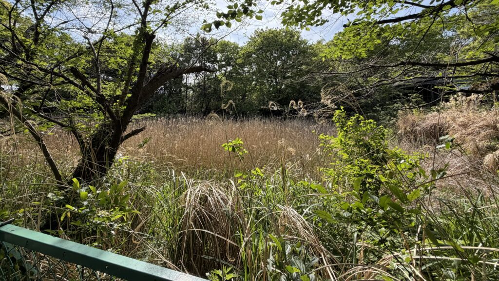 薬師沼(やくしぬま)：東松山市