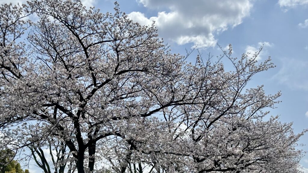 動画をやめたら、言葉が戻ってきた
