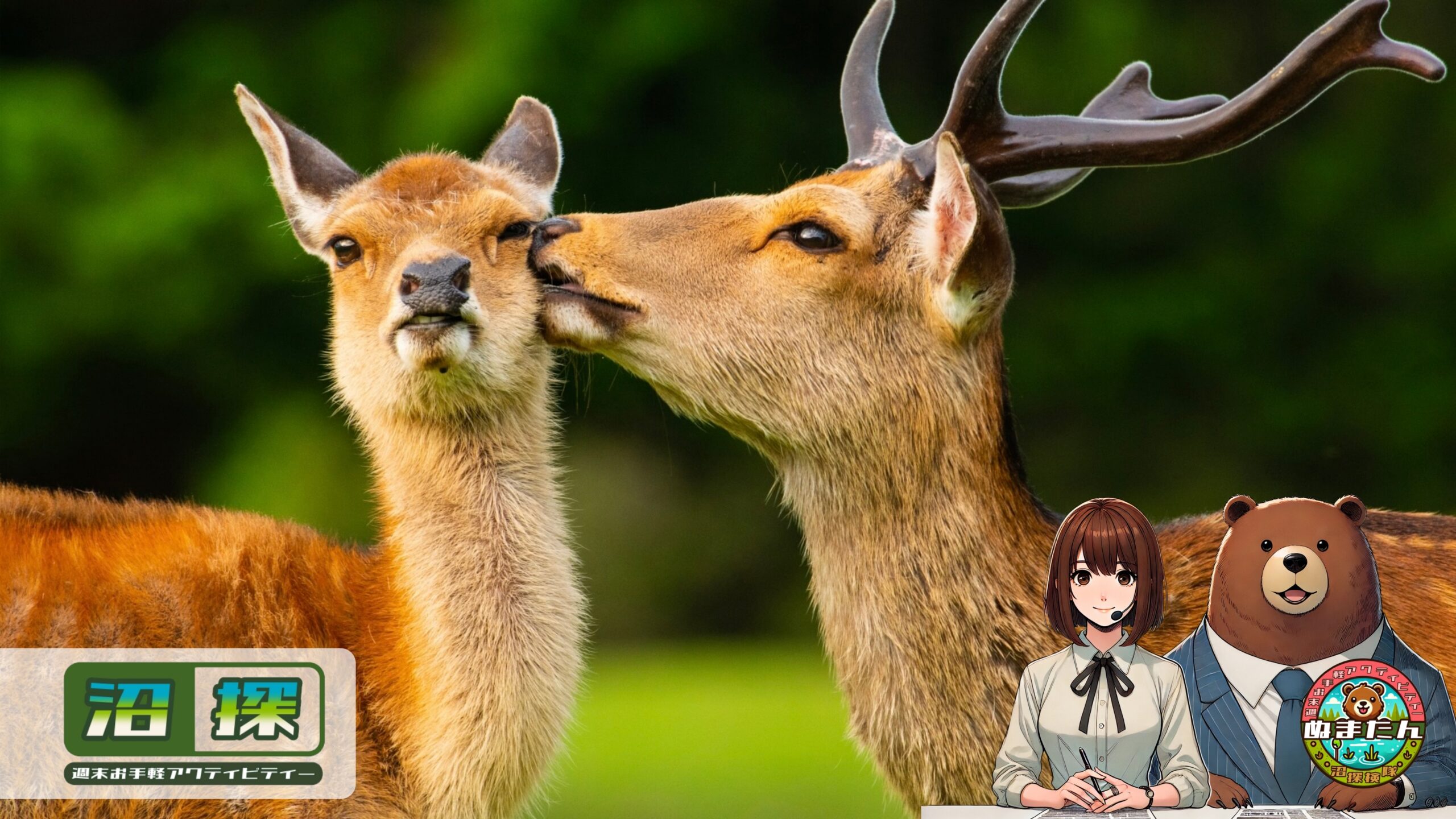 奈良公園の鹿が怖い：アイツらはなぜ逃げないし、触ってはいけないのか