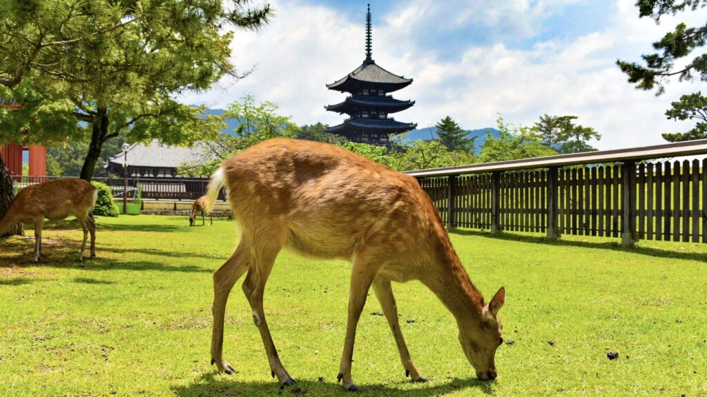 興福寺が築いた「鹿は神」というルール