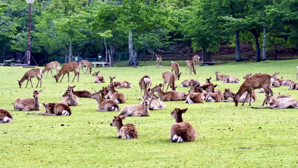 街に野生動物がいる風景、それって普通じゃない?
