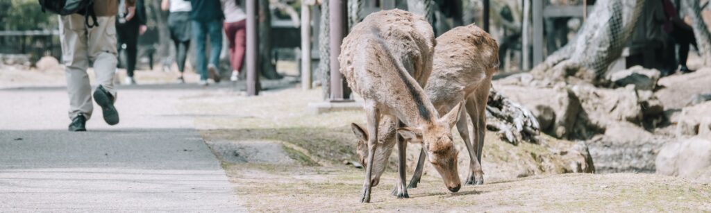 本音では困ってるけど、誰も言い出せない現代奈良の空気