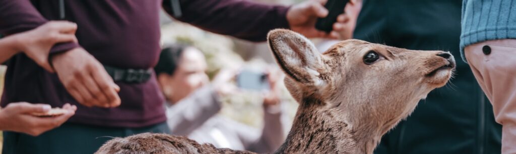 奈良公園の鹿が怖い:アイツらはなぜ逃げないし、触ってはいけないのか