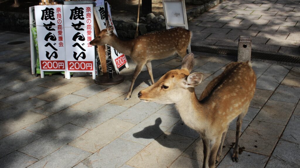 奈良公園の鹿はなぜ逃げないのか