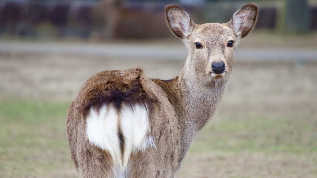 奈良公園の鹿はなぜ逃げないのか