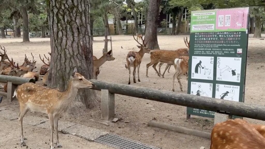 奈良公園の鹿を触ってはいけない理由