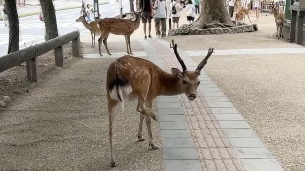 奈良公園の鹿を触ってはいけない理由