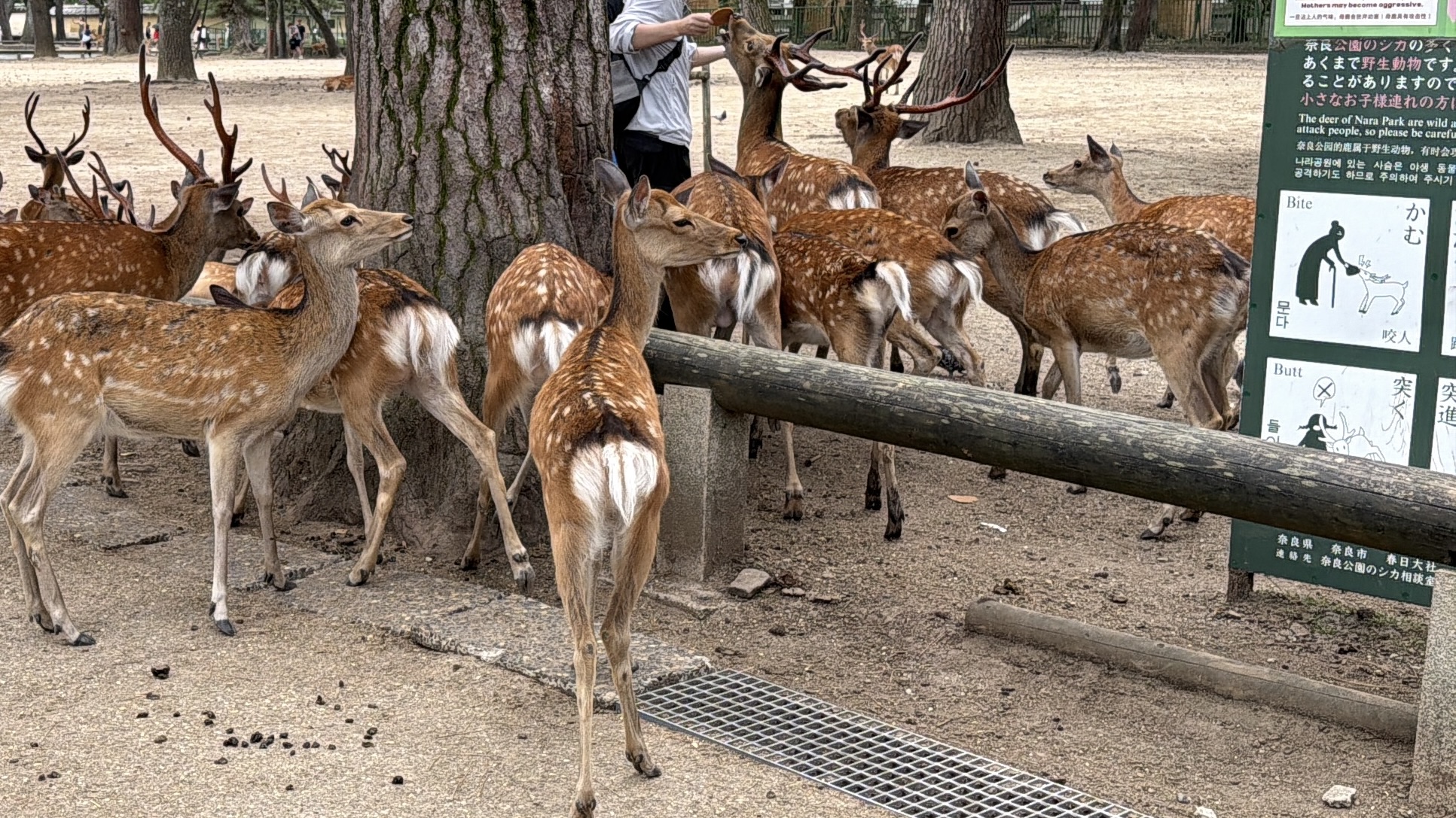 現在の奈良公園は外国人観光客の戦場