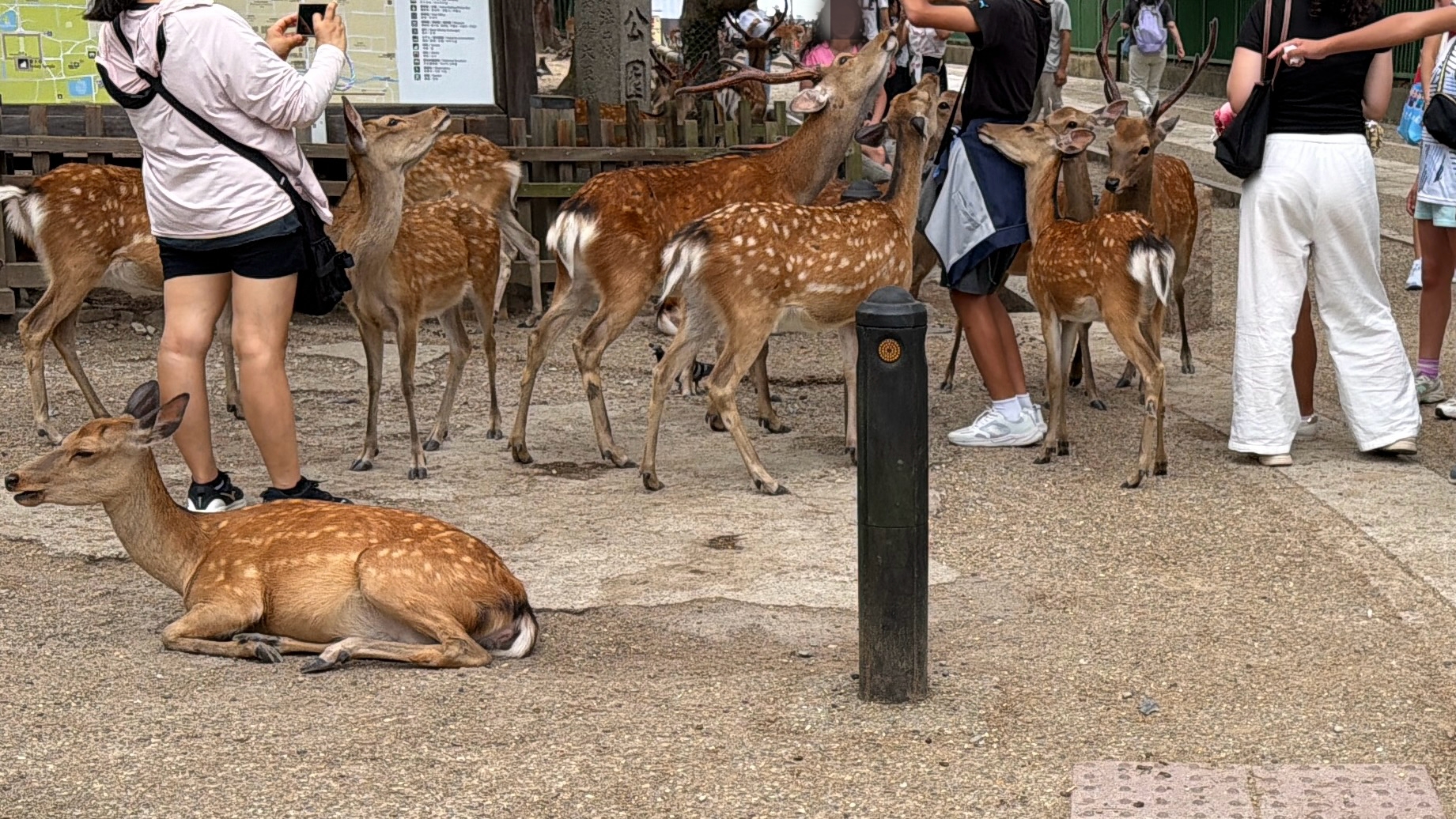 でも「なんと楽しい奈良公園」なのかも