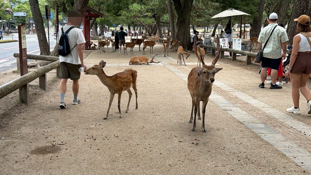 奈良公園の鹿はなぜ逃げない?:触ってはいけない「やばい獣」に囲まれる怖い公園