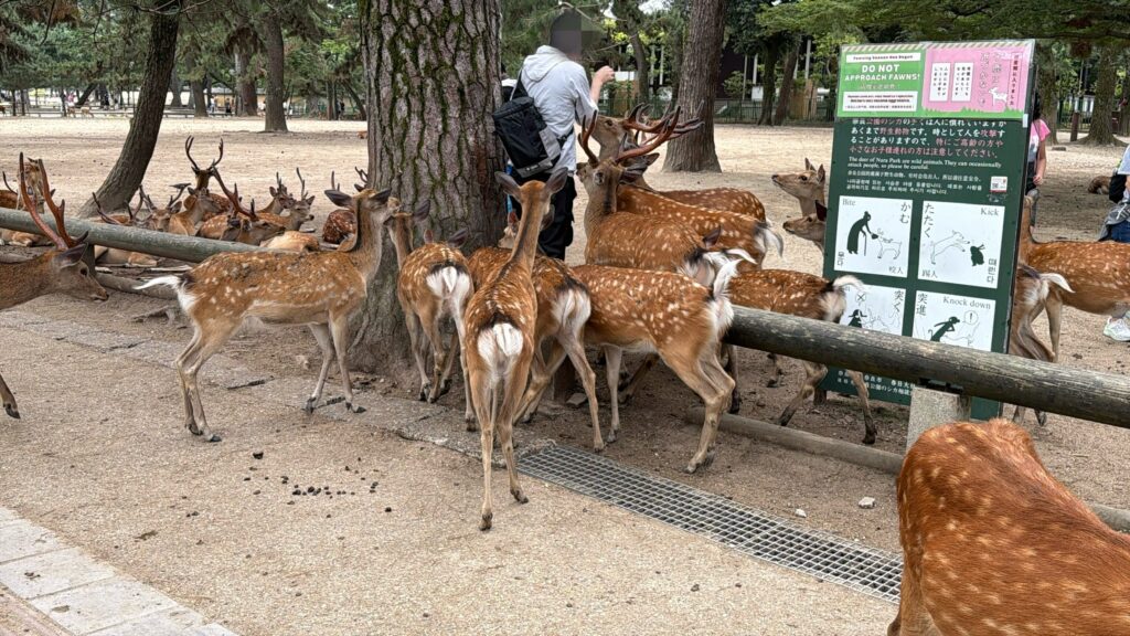 現在の奈良公園は外国人観光客の戦場