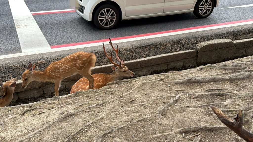 奈良公園の鹿はなぜ逃げない?:触ってはいけない「やばい獣」に囲まれる怖い公園