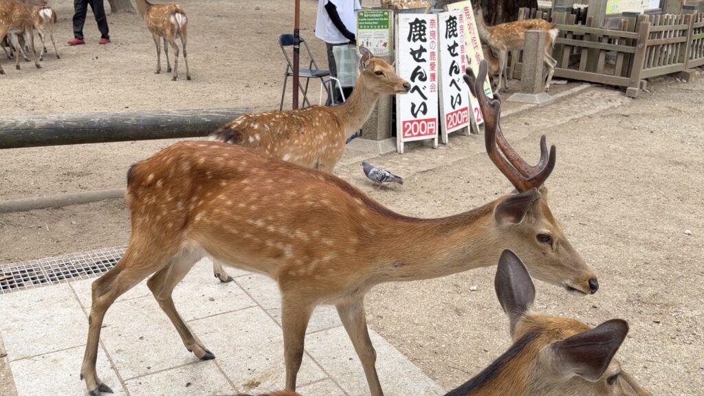 奈良公園の鹿を触ってはいけない理由