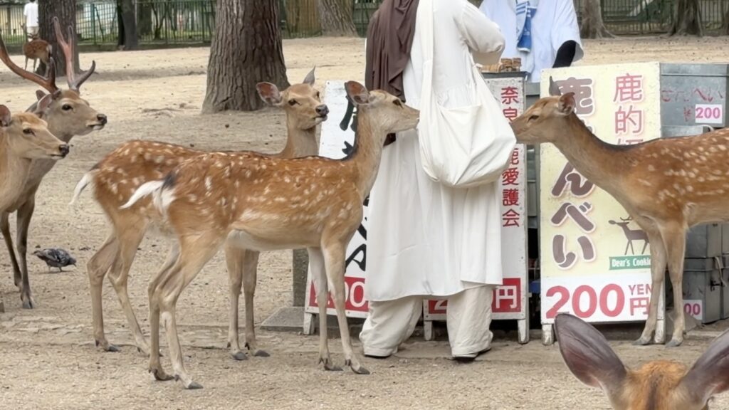 現在の奈良公園は外国人観光客の戦場