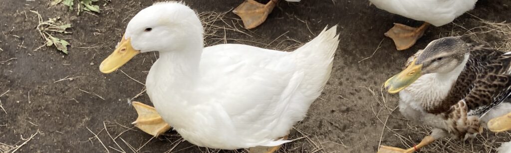 どこで会える?カモとアヒルの見かけ方