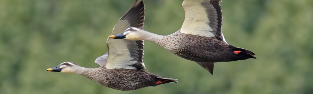 飛べるカモと飛べないアヒル、その理由とは