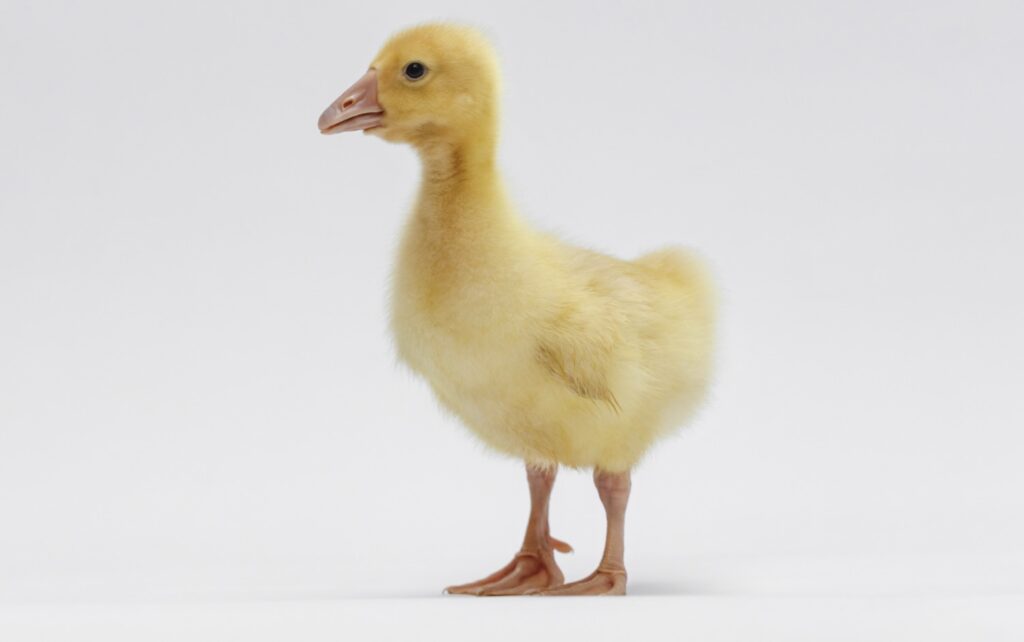 ひよことアヒルのヒナってどう違う?