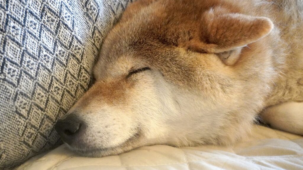 柴犬フレンドアピール