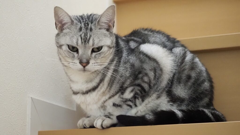 猫視線ネタ