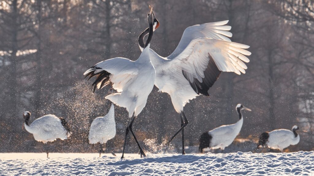 ツルは冬に訪れる縁起物の渡り鳥