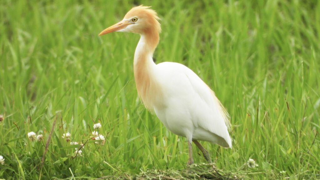 アマサギ