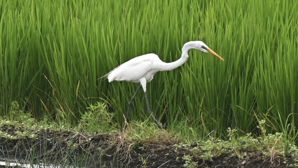 田んぼが格好の餌場になるから
