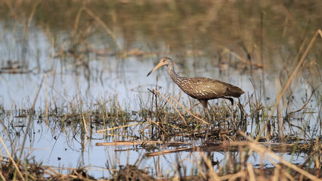 魚や鳥が豊富で食べ物に困らないから増える