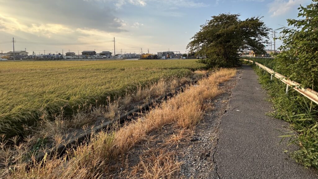 ジャンクション脇で見つけた田んぼの風景