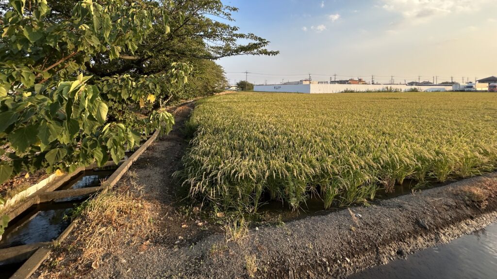 ジャンクション脇で見つけた田んぼの風景