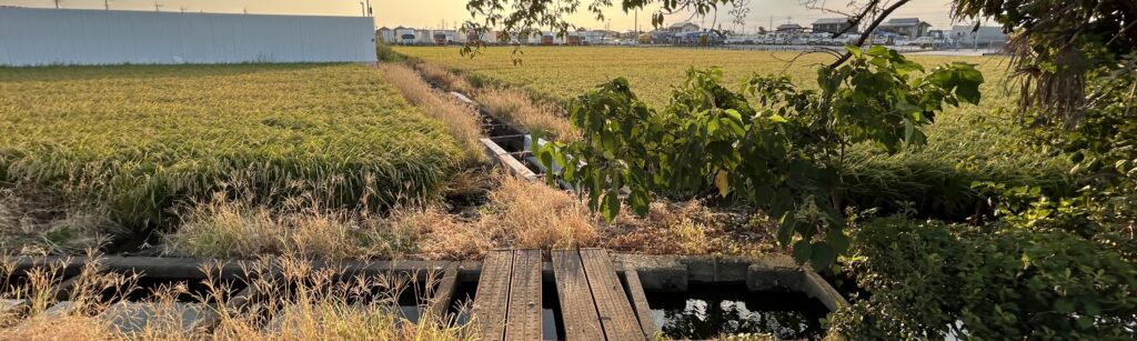 ジャンクション脇で見つけた田んぼの風景