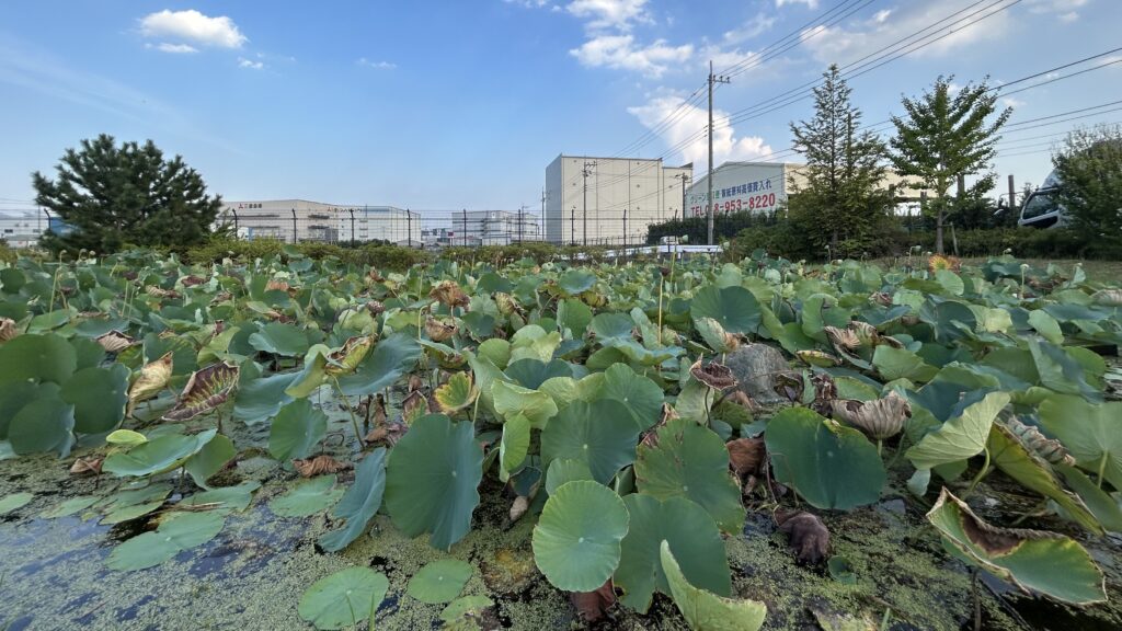 区画整理で生まれたインター南中央公園の池