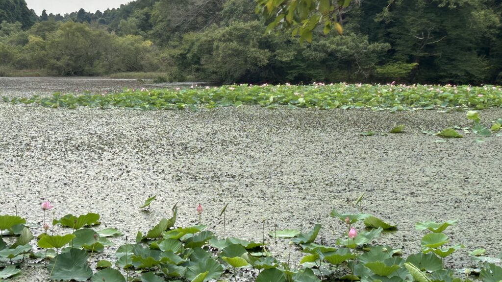 夏を彩る蓮の花と景観