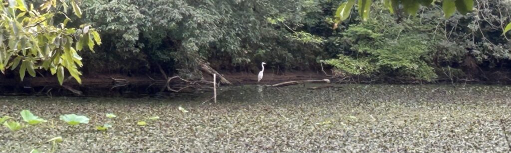 野鳥観察と豊かな生態系