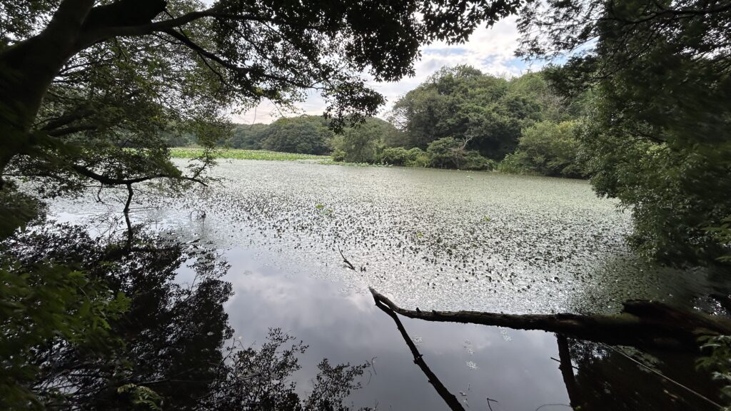 夏場に多いアブへの注意