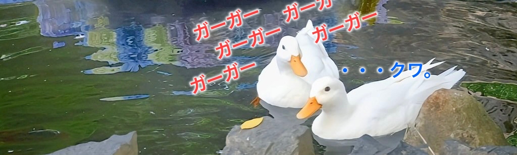 アヒルのメスに見る発言スタイルの違い