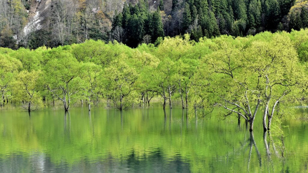観光:白川湖の水没林(地図)