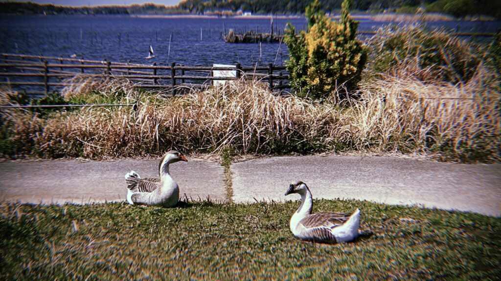 牛久沼での「カッパ目撃情報」について
