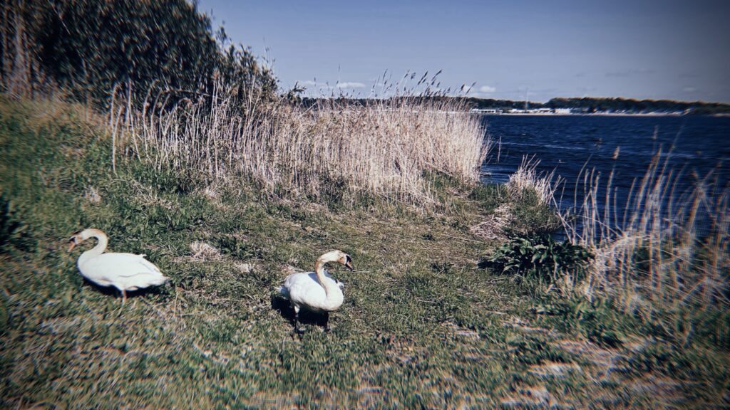 牛久沼での「カッパ目撃情報」について