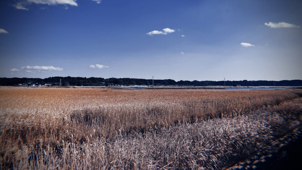 砂並草原に覆われて水辺が見えなかった説