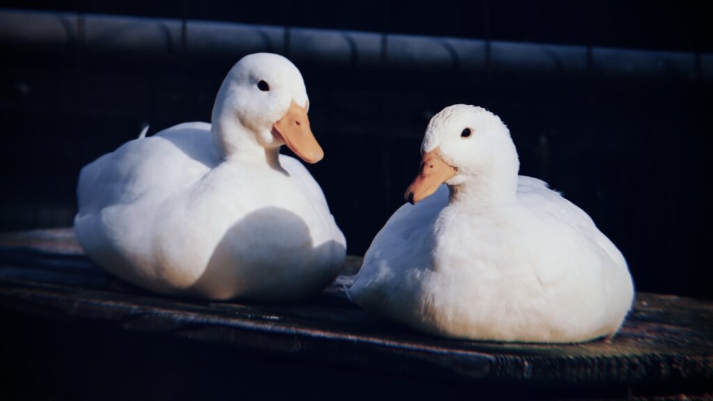 動物：黄色い小鳥は「ヒヨコ」だけじゃない