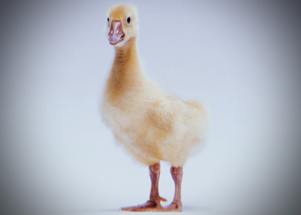 動物：黄色い小鳥は「ヒヨコ」だけじゃない