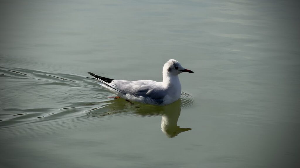 浮間公園に浮島が造られた目的とは？