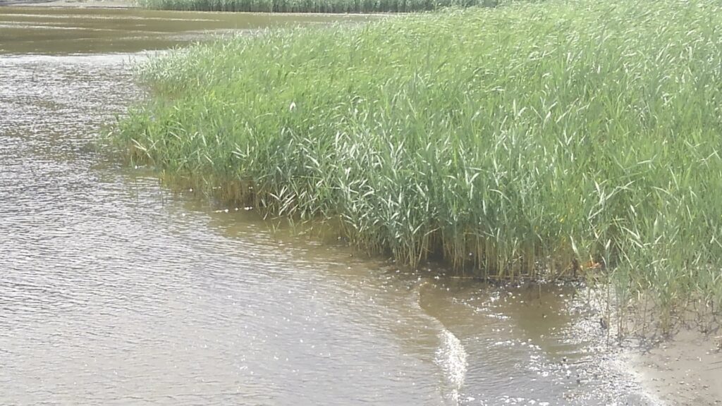 原点には三浦半島の干潟がある