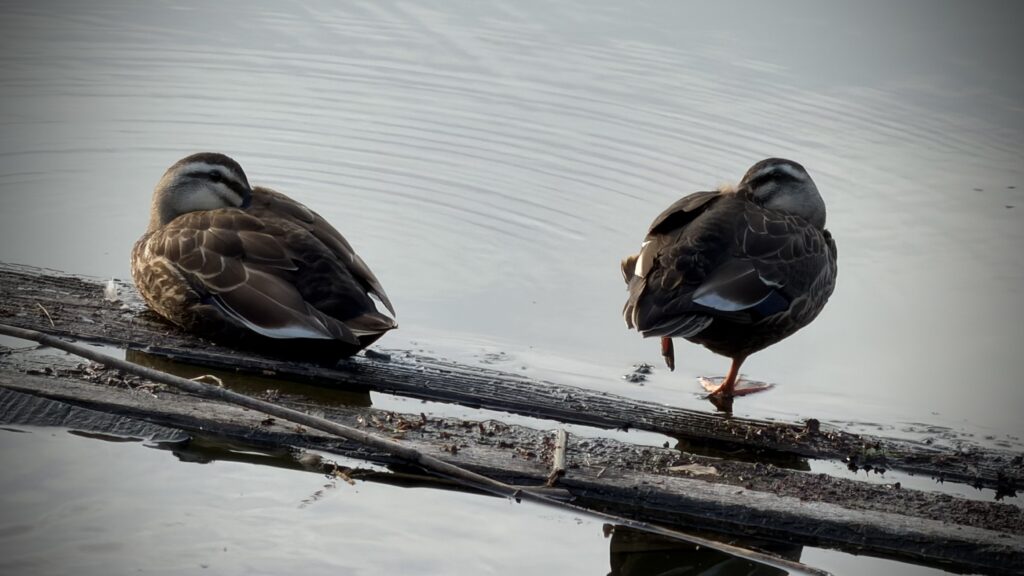 好きなことと発信することは違った