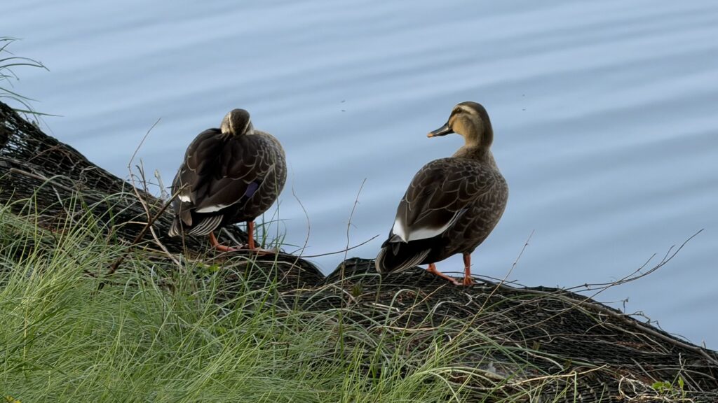 続けている理由は結局「好きだから」